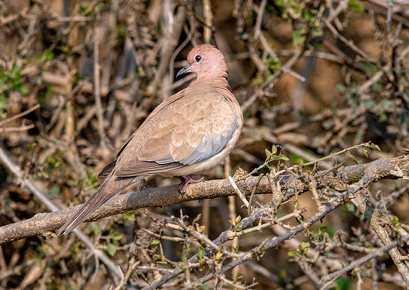 Laughing dove / Little brown dove