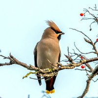 Bohemian waxwing