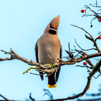 Bohemian waxwing