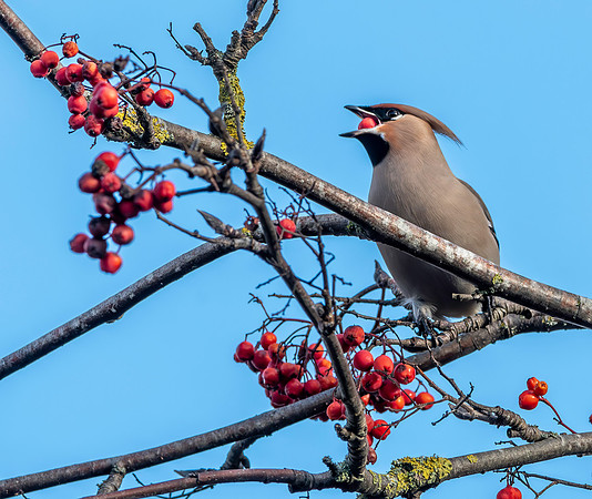 Bohemian waxwing