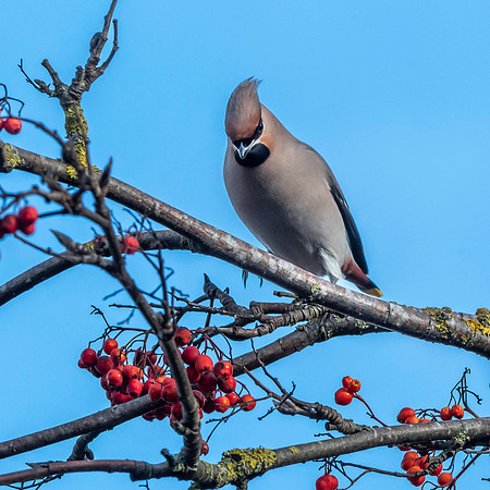 Bohemian waxwing