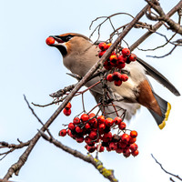 Bohemian waxwing
