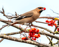 Bohemian waxwing