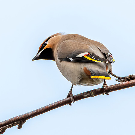 Bohemian waxwing rear view