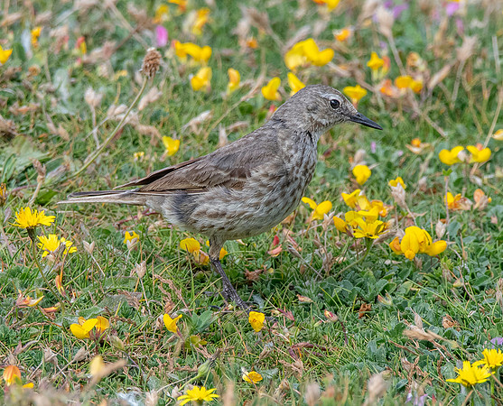 Rock pipit