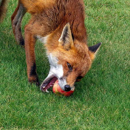 Red fox