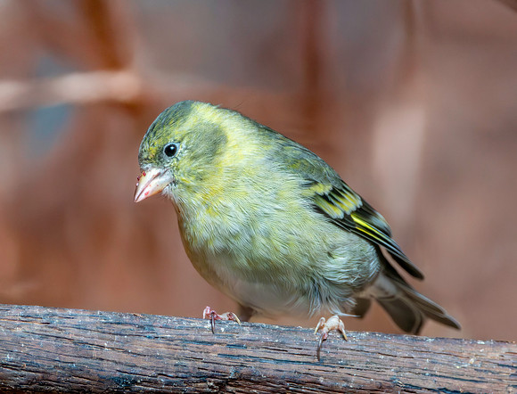 Black chinned siskin, female