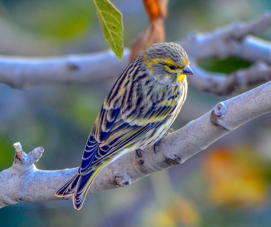 Serin