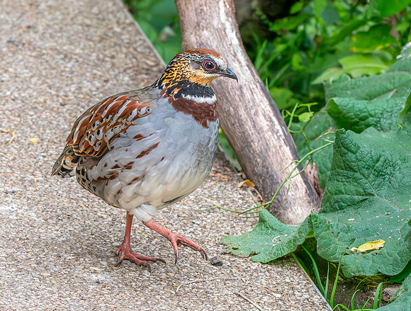 White necklaced partridge