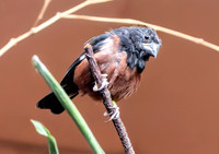 Chestnut bellied seed finch, male