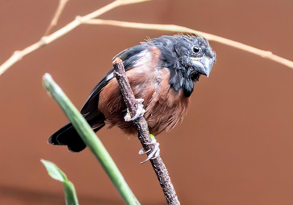 Chestnut bellied seed finch, male