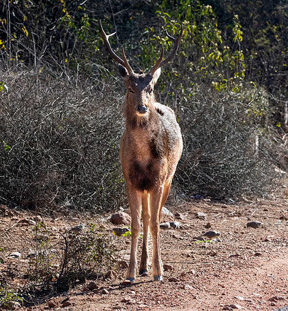 Sambar deer