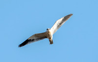 Black winged kite