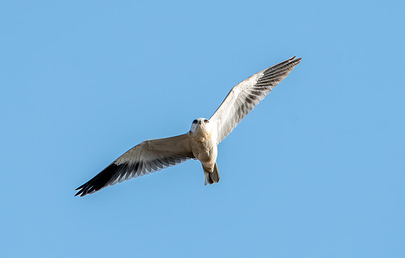 Black winged kite