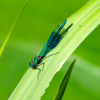 Beautiful demoiselle