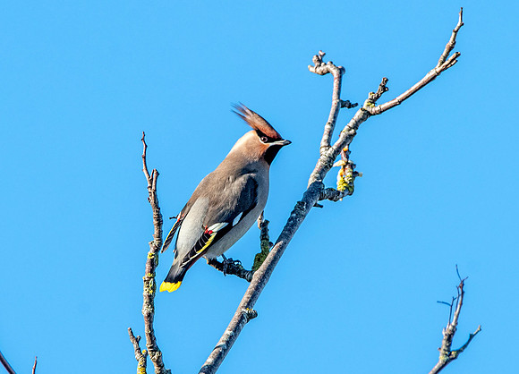 Bohemian waxwing