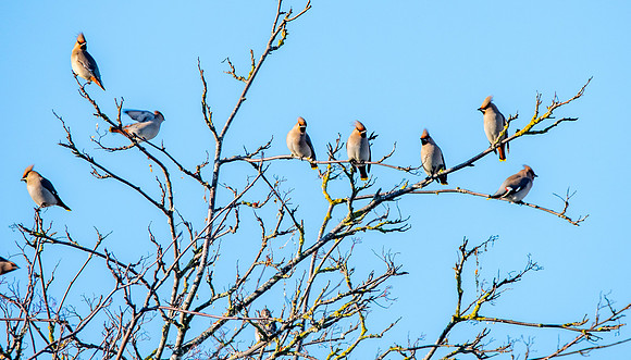 Bohemian waxwing