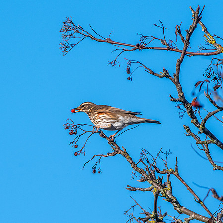 Redwing