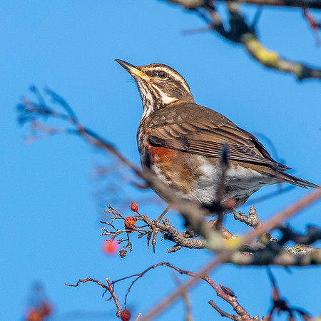 Redwing