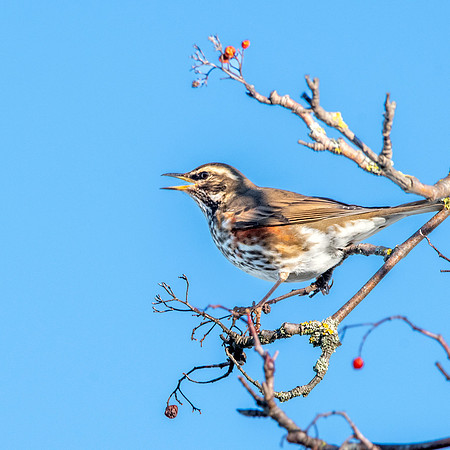 Redwing
