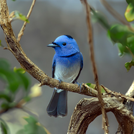 Black naped monarch