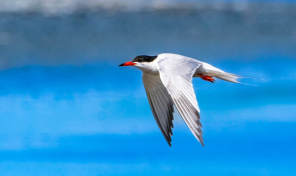 Common tern