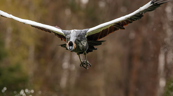 Black crowned crane