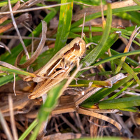 Elegant straw grasshopper
