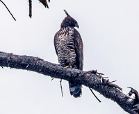 Mountain hawk eagle