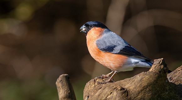 Bullfinch, male