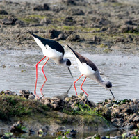 Black winged stilt