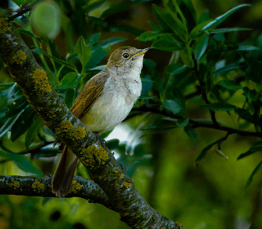 Nightingale
