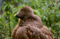 Guianan cock-of-the-rock, female