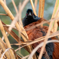 Greater coucal