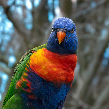 Rainbow / Swainson's lorikeet