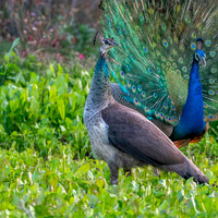 Indian peafowl, female