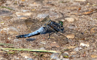 Black tailed skimmer