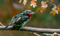 Black spotted barbet