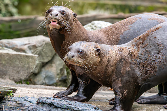 Giant river otter