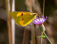 Clouded yellow