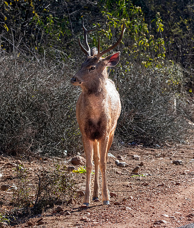 Sambar deer