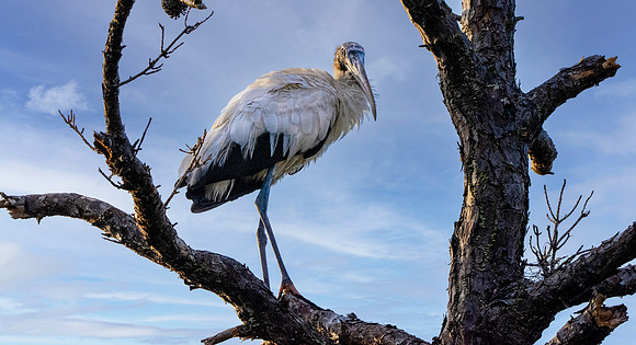 Wood stork