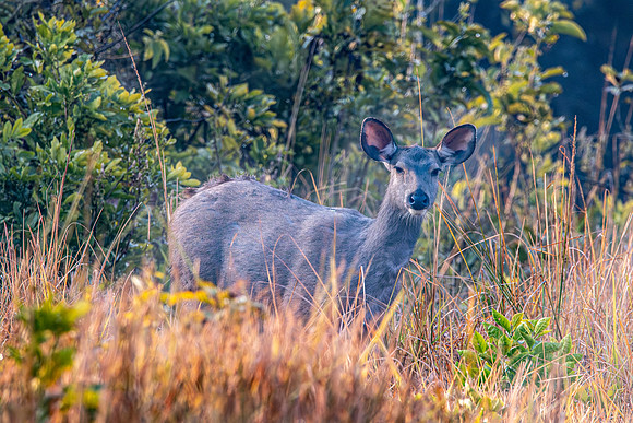 Sambar deer