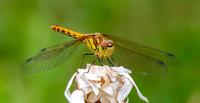 Vagrant darter