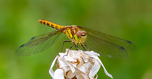Vagrant darter