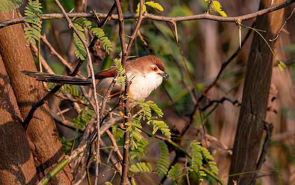Yellow eyed babbler