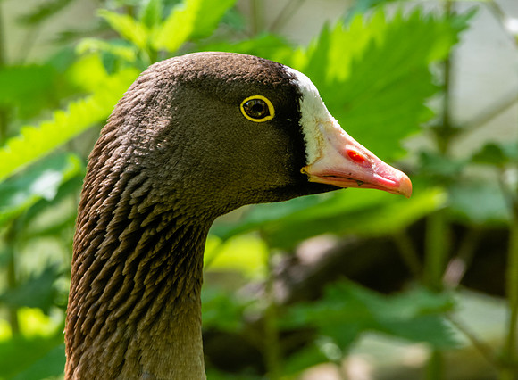 Lesser white fronted goose
