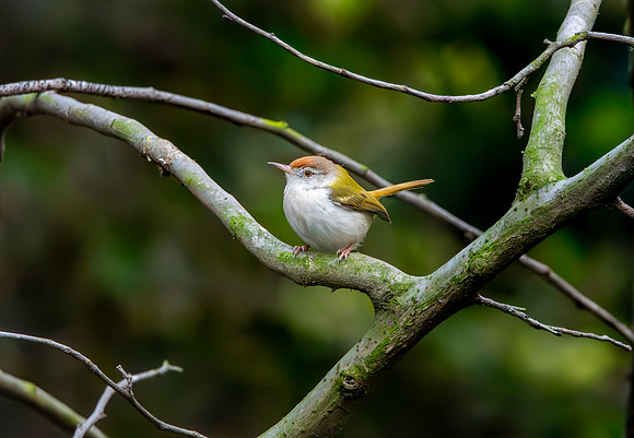 Common tailorbird