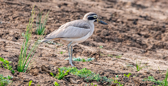 Great thick knee