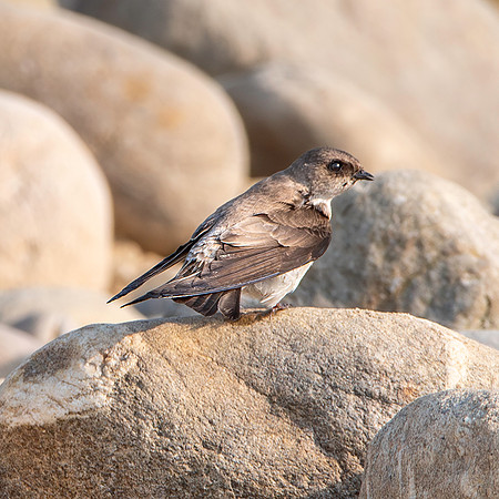 Pale martin
